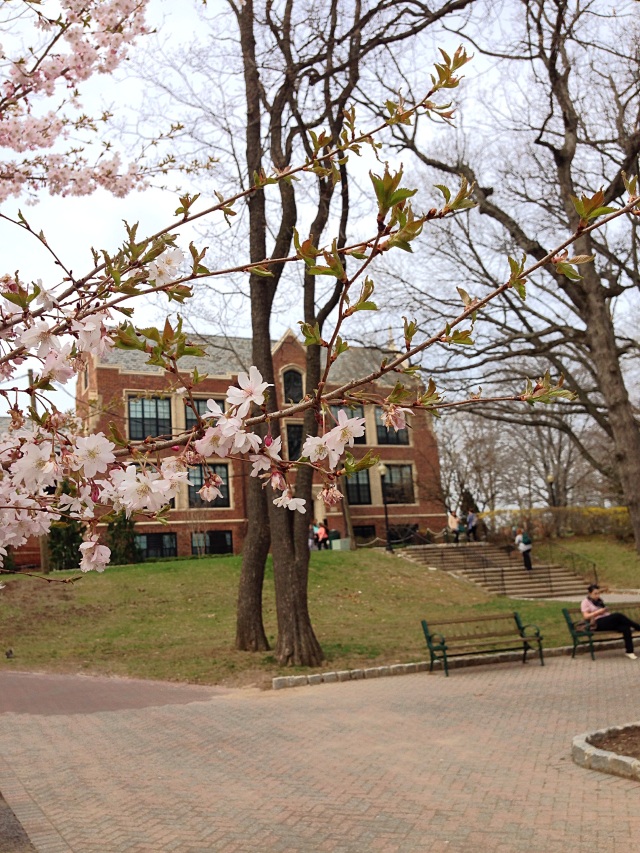 Cherry blossoms bloom in front of Main Hall!